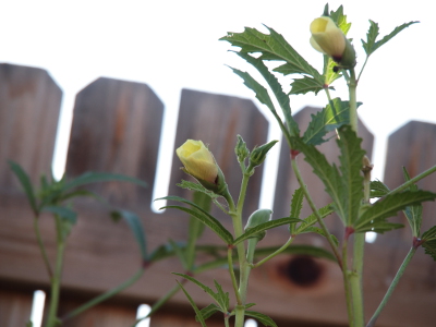[Tubular yellow partially-opened buds sit at the top of the green stems with wooden fence boards seen in the background.]